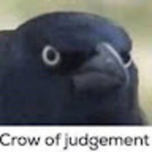 Meet your Posher, Pheonix